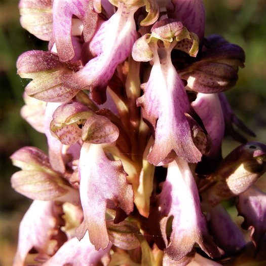 Himantoglossum robertianum